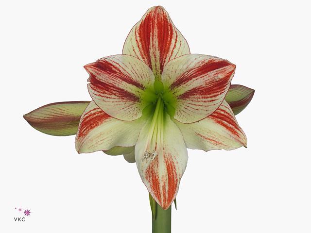 Amaryllis ambiance