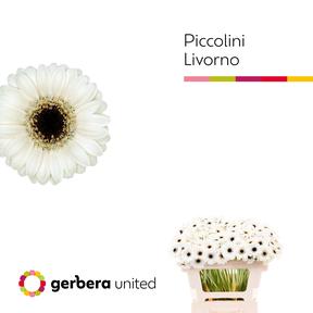 Germini plastic piccolini livorno