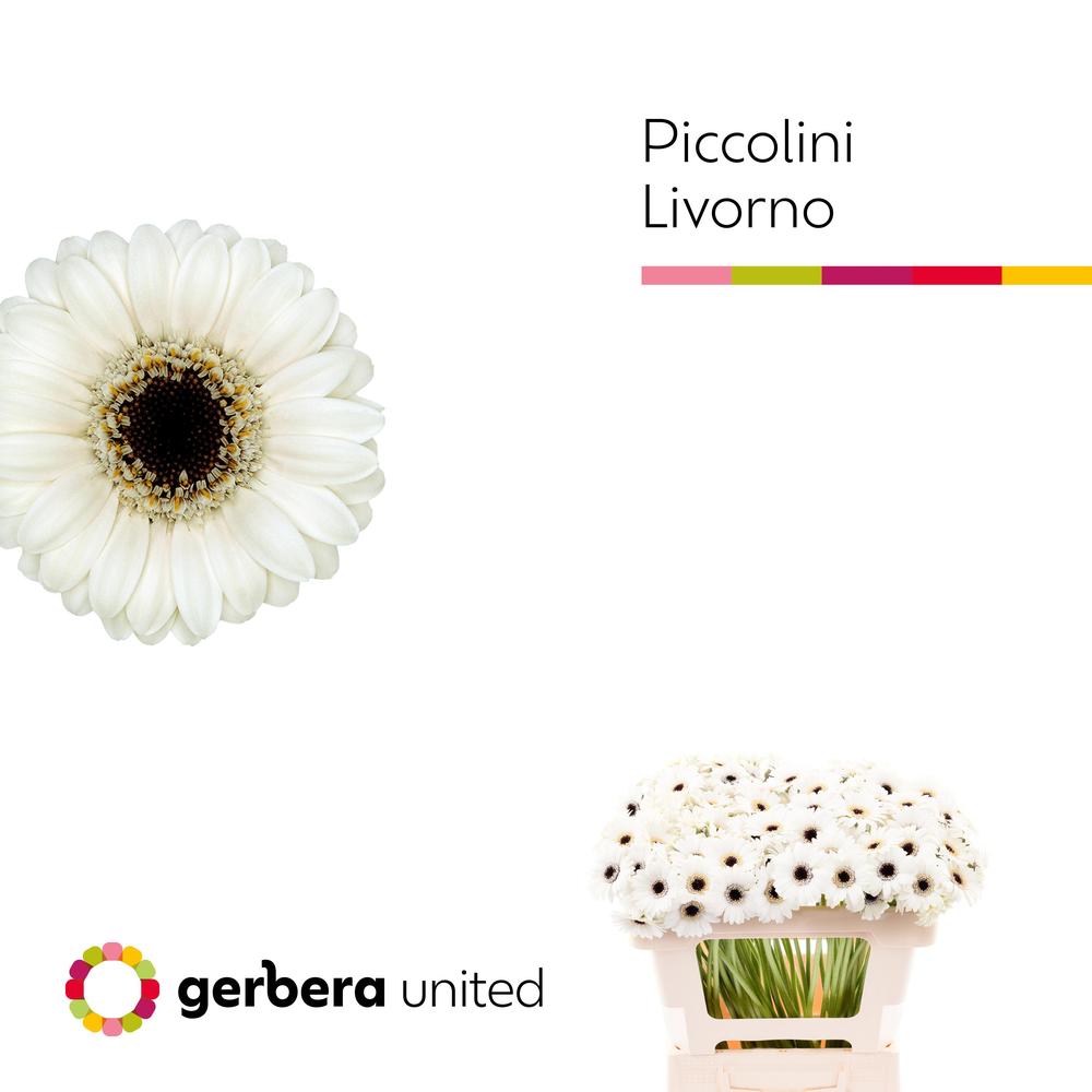 Germini plastic piccolini livorno