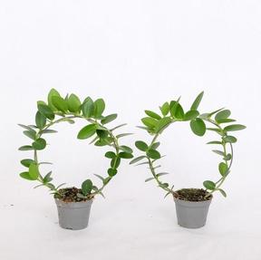 Hoya mix