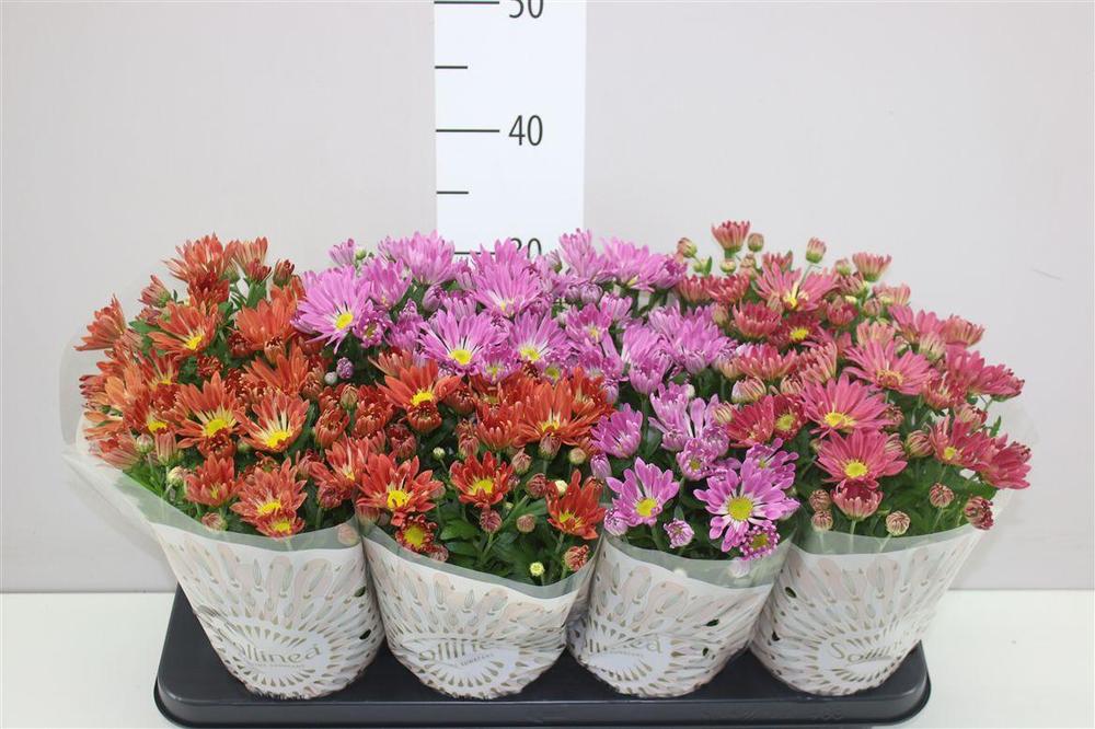 Chrysanthemum Solinea mix