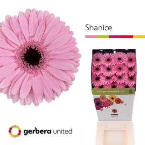 Gerbera diamond shanice