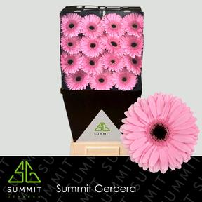 Gerbera diamond shanice