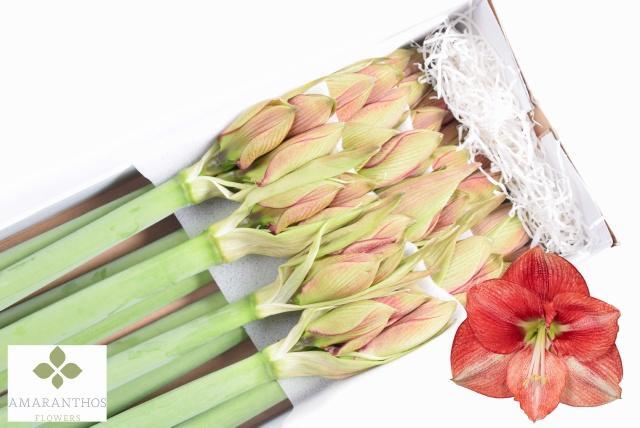 Amaryllis coral flame