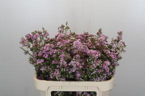 Chamelaucium giselle