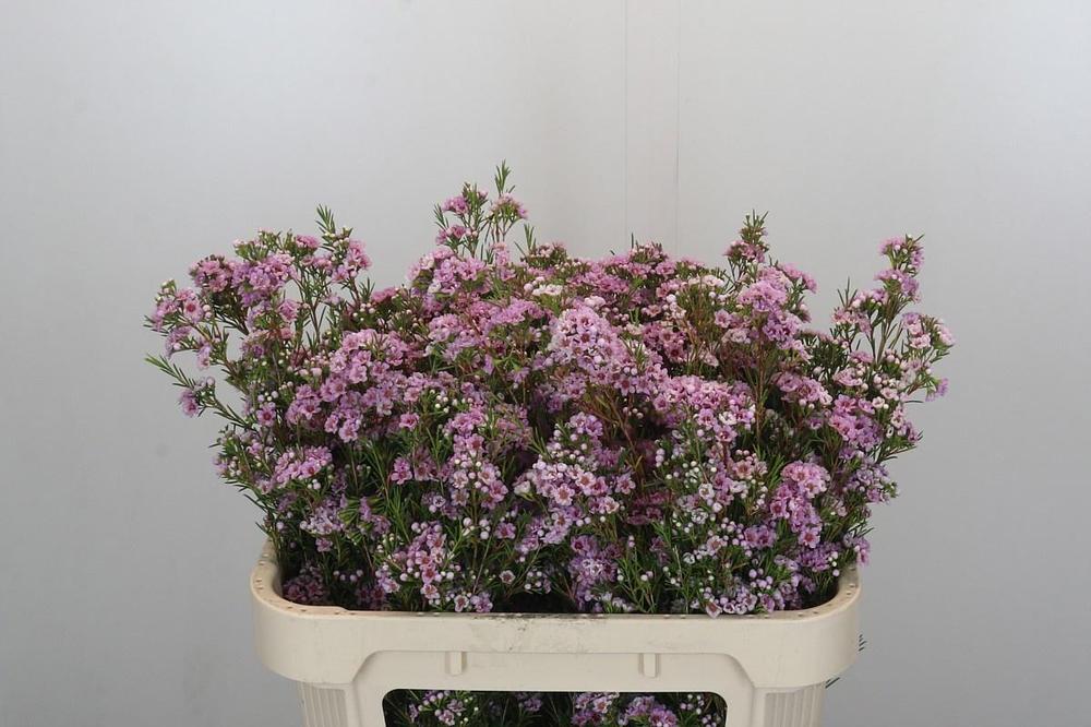 Chamelaucium giselle