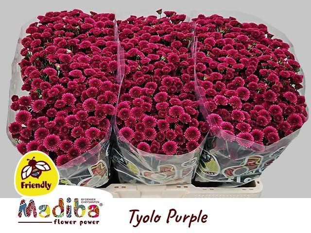 Chrys sa madiba purple tyolo