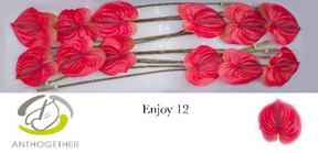 Anthurium enjoy