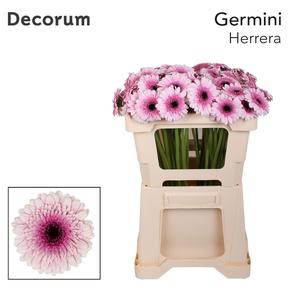 Germini plastic herrera