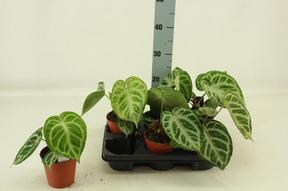 Anthurium Silver Blush