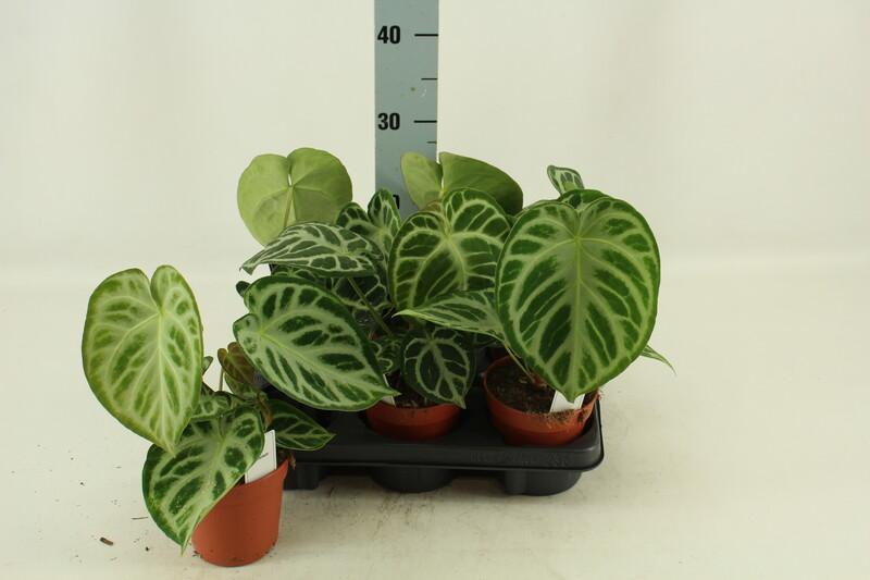 Anthurium Silver Blush