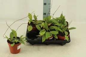 Hoya mix