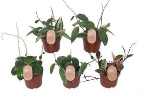 Hoya mix