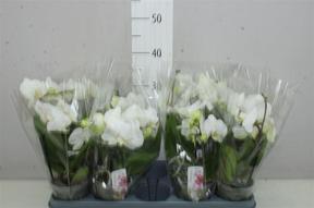 Phalaenopsis Boho Love 2tak