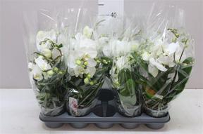 Phalaenopsis Boho Love 2tak