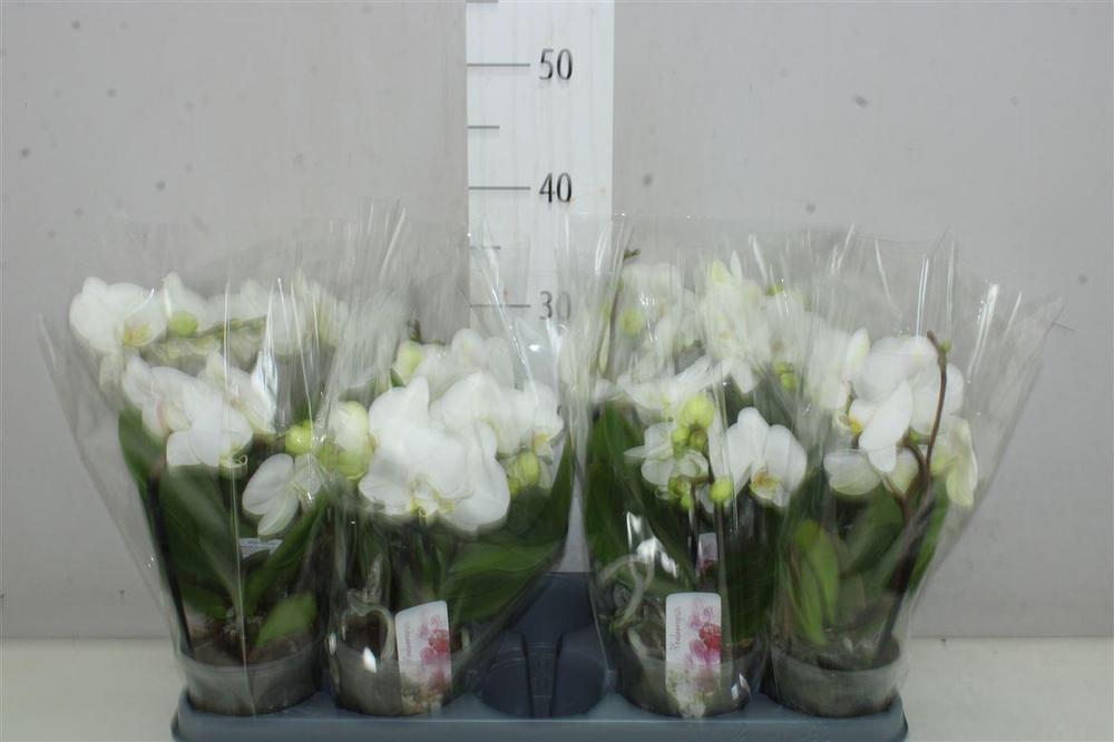 Phalaenopsis Boho Love 2tak