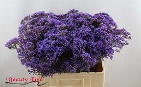 Limonium perezii enchante