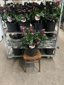 Helleborus Early Rose