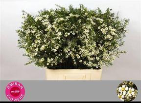 Chamelaucium white star