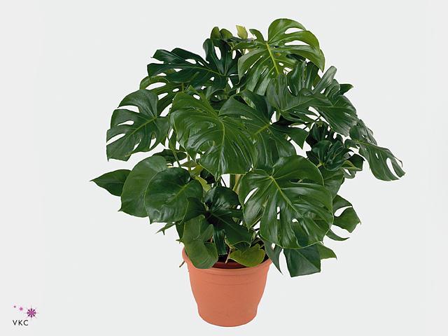 Monstera deliciosa Thai Constelation