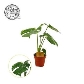 Monstera deliciosa Thai Constelation