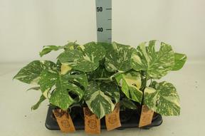 Monstera deliciosa Thai Constelation