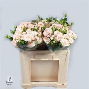 Rosa tr morning star