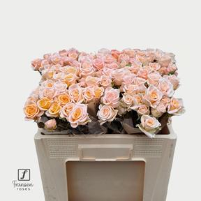 Rosa tr morning star