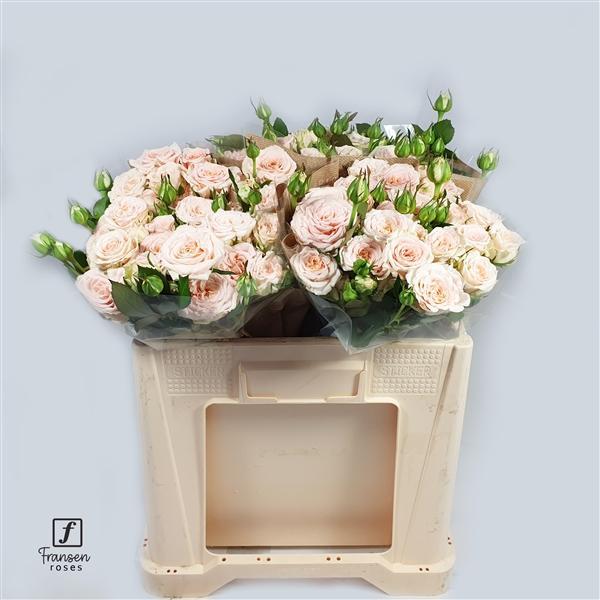 Rosa tr morning star