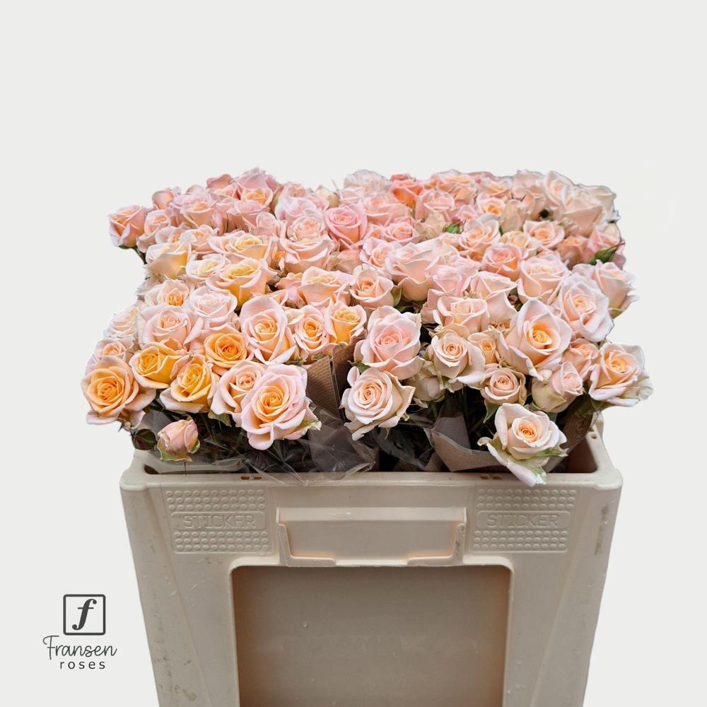 Rosa tr morning star