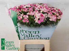 Dianthus barbathus will pink magic