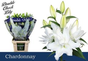Lilium or dbl chardonnay