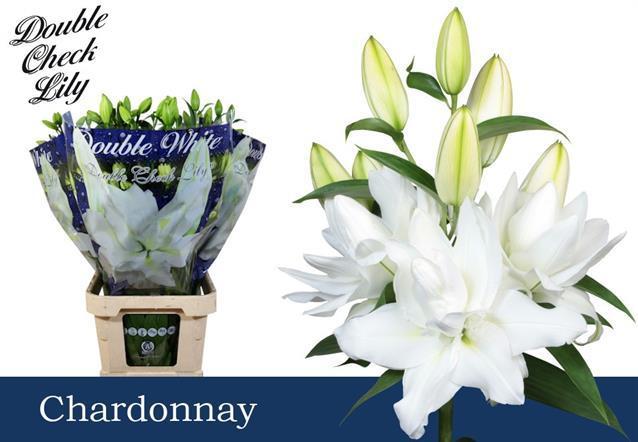 Lilium or dbl chardonnay