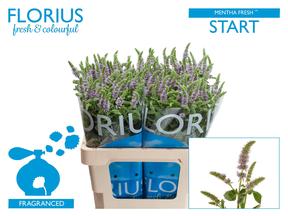 Mentha fresh start