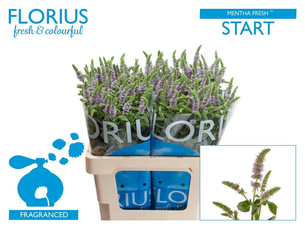Mentha fresh start
