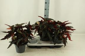 Begonia maculata Black Forest