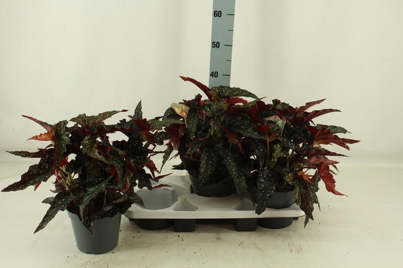 Begonia maculata Black Forest