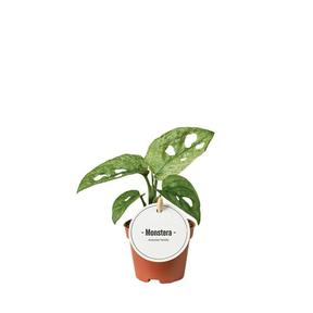 Monstera adansonii Mint