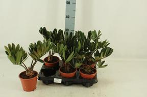 Zamia