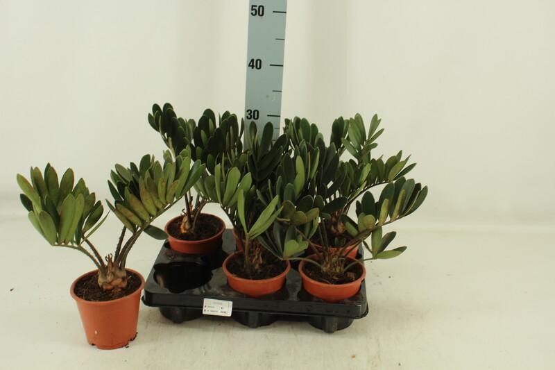 Zamia