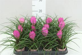 Tillandsia cyanea mini sklo