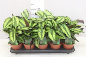 Calathea ornata Beauty Star