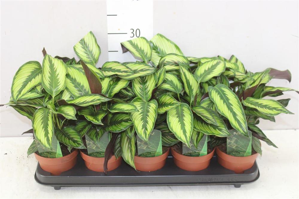 Calathea ornata Beauty Star