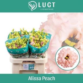 Eustoma du alissa peach