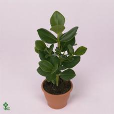 Clusia rosea variegata