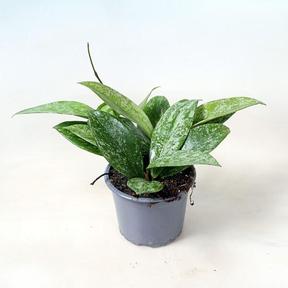 Hoya mix