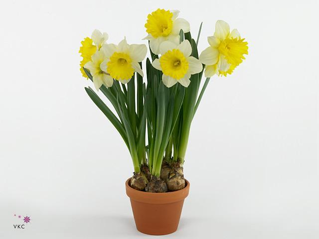 Narcis Tahiti
