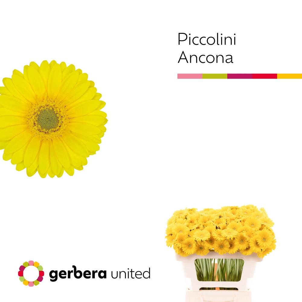 Germini plastic piccolini ancona