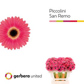 Germini plastic piccolini san remo