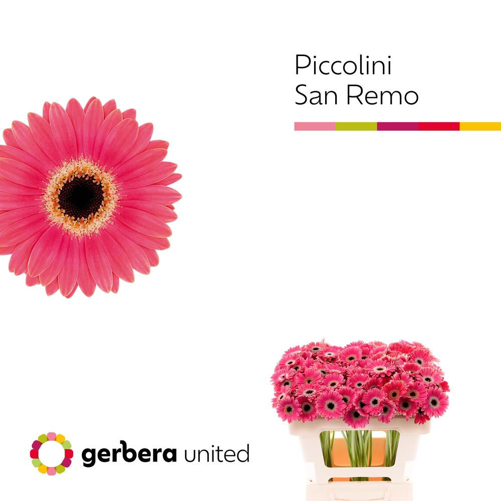 Germini plastic piccolini san remo